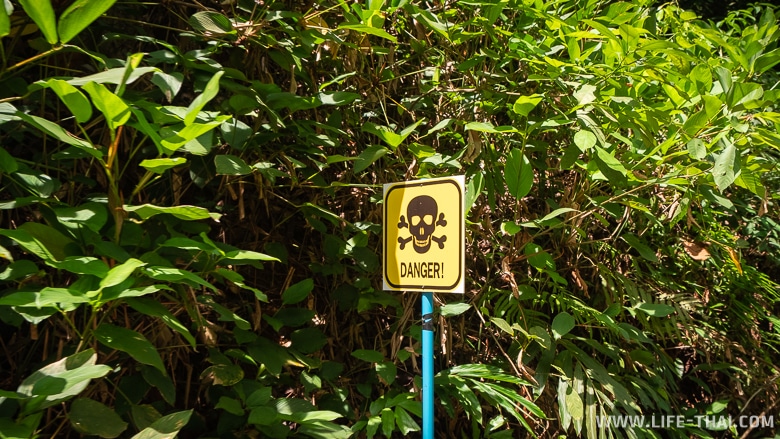 Опасно ли водить мотобайк на острове Чанг?