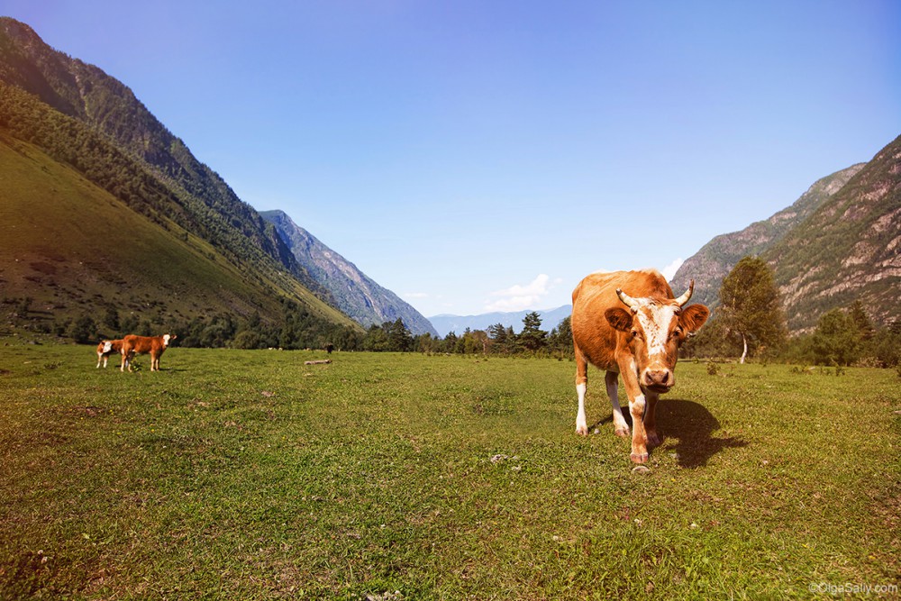 Altai Mountains. Cow